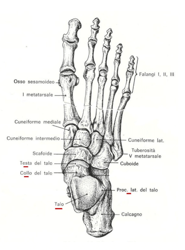Scheletro del piede