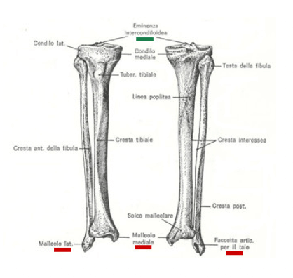 Scheletro della gamba