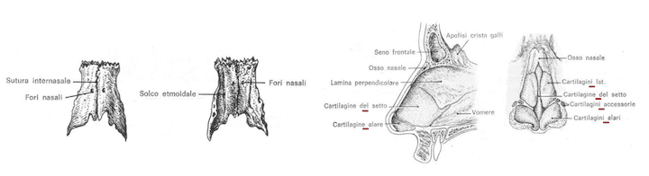 Scheletro osteo-fibro-cartilagineo