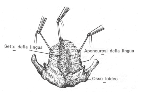 Scheletro osteo-fibroso della lingua