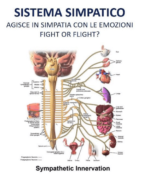 Schema del sistema nervoso simpatico