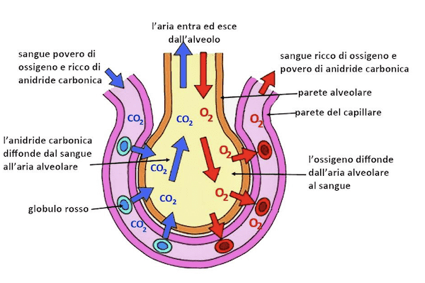 Schematizzazione degli scambi gassosi fra capillari e alveoli