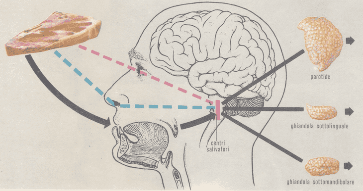 Meccanismo nervoso che regola la secrezione della saliva
