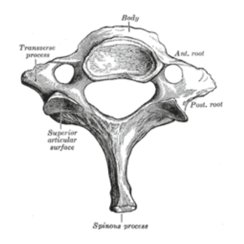 Settima vertebra cervicale