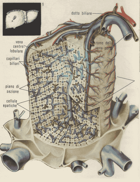 Sezione di fegato