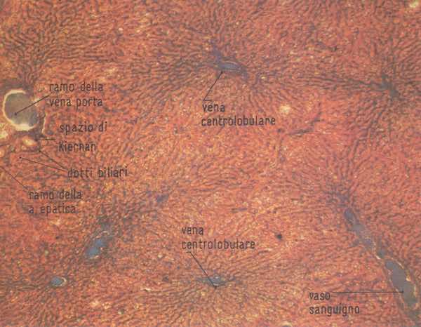 Sezione trasversale di alcuni lobuli epatici