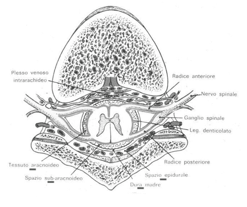 Sezione trasversale del canale vertebrale