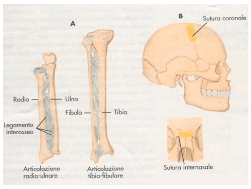 Sindesmosi