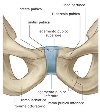 Sinfisi pubica