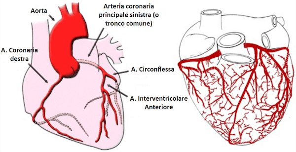 Sistema coronarico