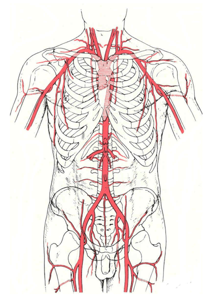 Sistema dell'arteria aorta