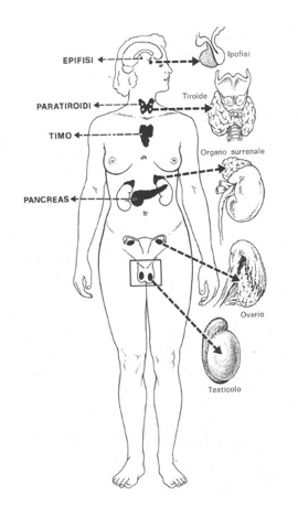 Sistema endocrino