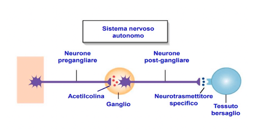 Sistema nervoso autonomo e neurotrasmettitori