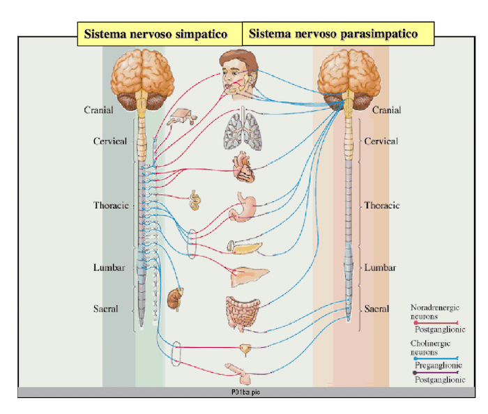 Sistema Nervoso Autonomo