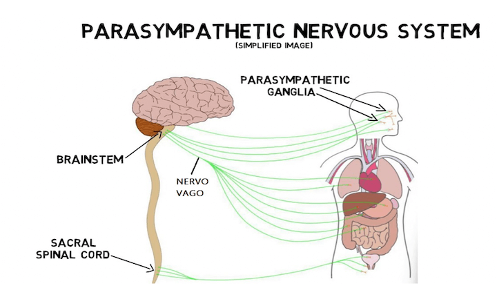 Sistema Nervoso Parasimpatico