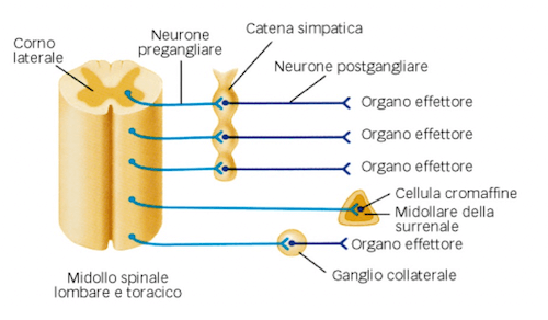 Sistema nervoso simpatico organizzato in neuroni presinaptici e postsinaptici