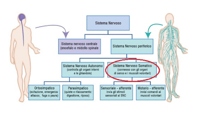 sistema nervoso somatico