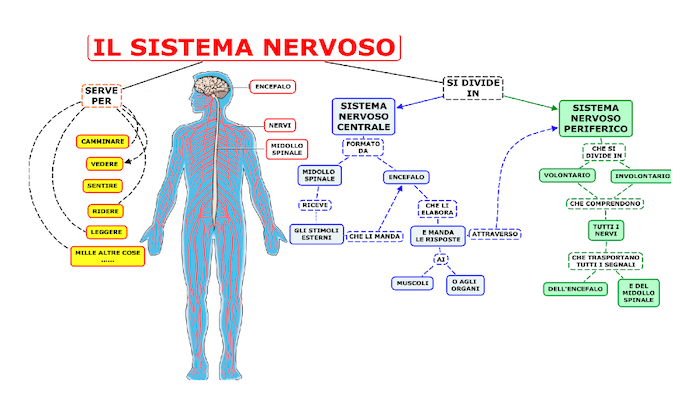 Sistema nervoso