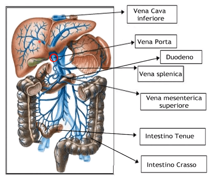 Sistema portale epatico