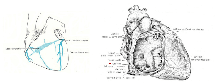 Sistema venoso del cuore