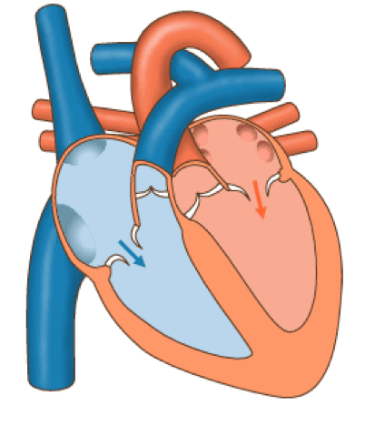 Sistole atriale e Diastole ventricolare