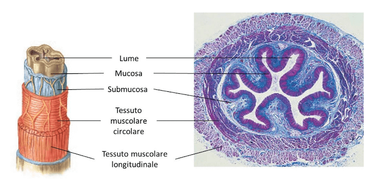 Strati della parete dell'esofago