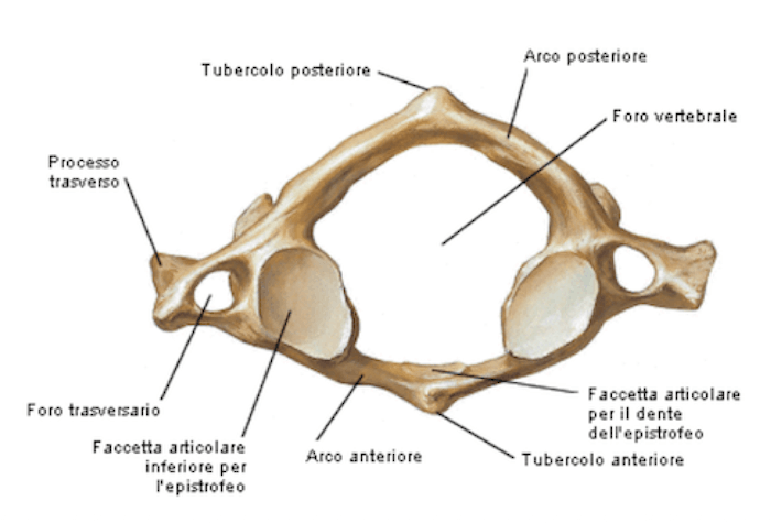 Struttura Anatomica atlante