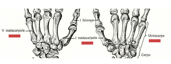 Struttura anatomica del metacarpo della mano sinistra