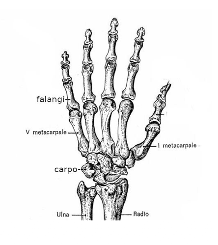 Struttura anatomica del metacarpo