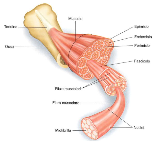 Struttura anatomica del tessuto muscolare scheletrico