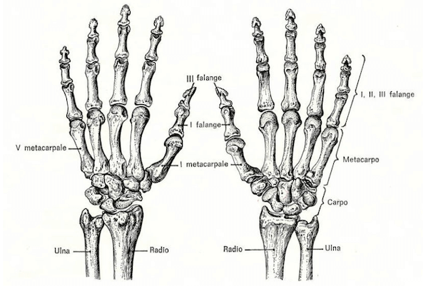 Struttura anatomica della mano