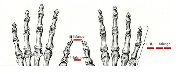 Struttura anatomica delle dita della mano sinistra