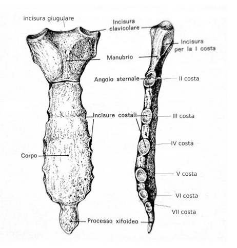 Struttura anatomica dello sterno