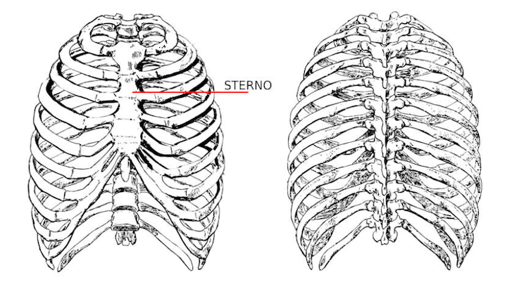 Gabbia toracica, struttura anatomica