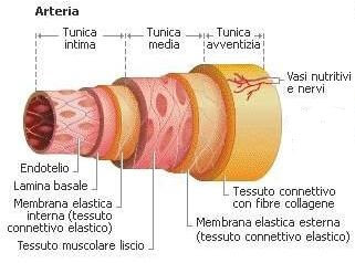 struttura arteria