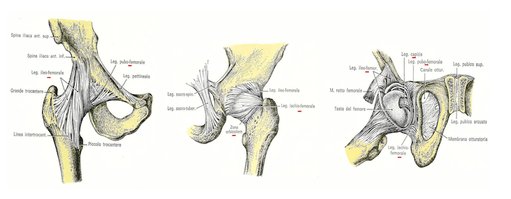 Articolazione coxo-femorale: struttura