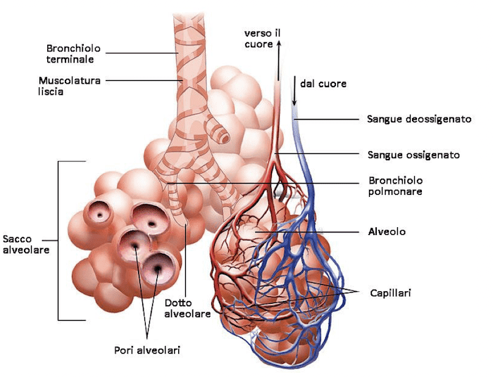Struttura dei bronchioli e degli alveoli polmonari