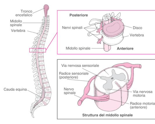 Struttura del midollo spinale