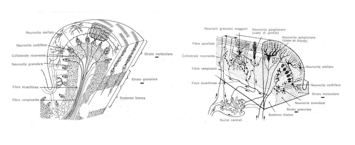 Struttura della corteccia