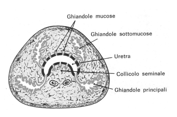 Struttura della prostata