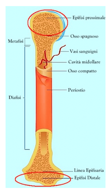 Struttura delle ossa lunghe