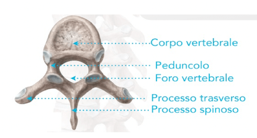 Struttura di una vertebra