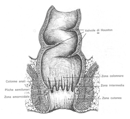 Struttura interna dell'intestino retto