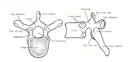 Struttura vertebra