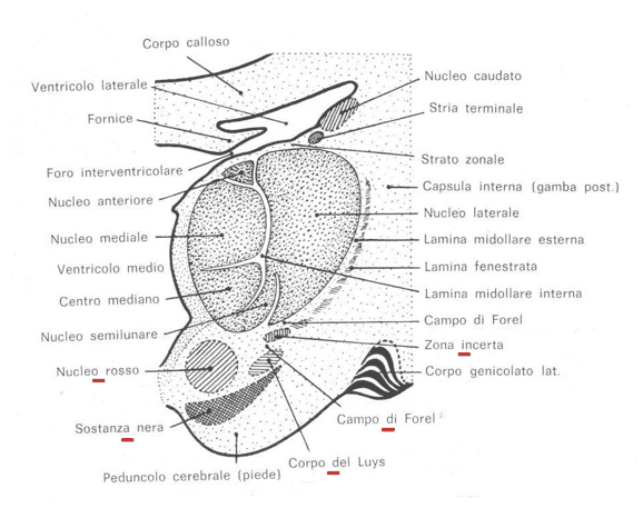 Subtalamo