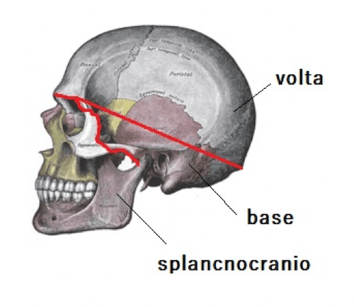 Suddivisione del cranio