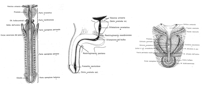 Suddivisione dell'uretra maschile