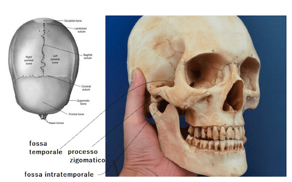 Cranio - superficie esterna