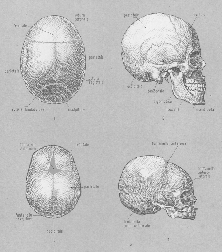 Suture craniche