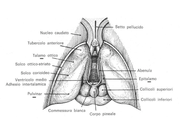 Talamencefalo